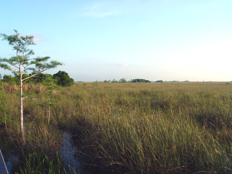 Everglades saw grass sawgrass marshes Florida