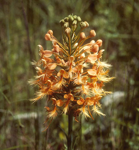 Fringed Orchid yellow flowers