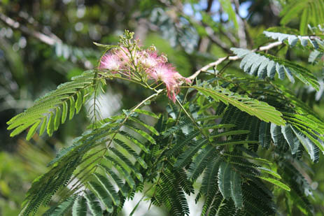 Mimosa exotic plant invader invasive Florida