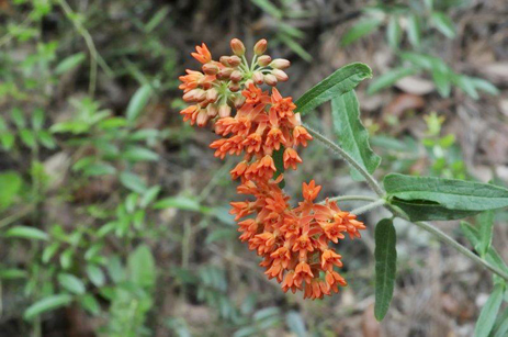 Orange Milkweed Florida butterfly plant orange flowers