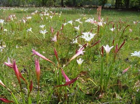 Atamasco Lily rain lily in Florida field wild flowers
