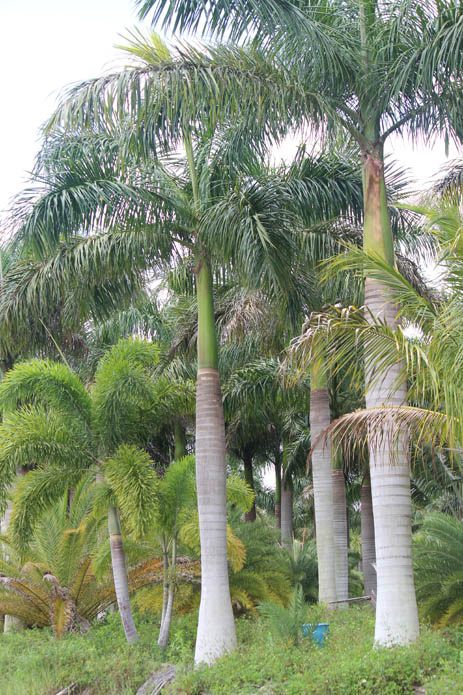 Royal palm Florida
