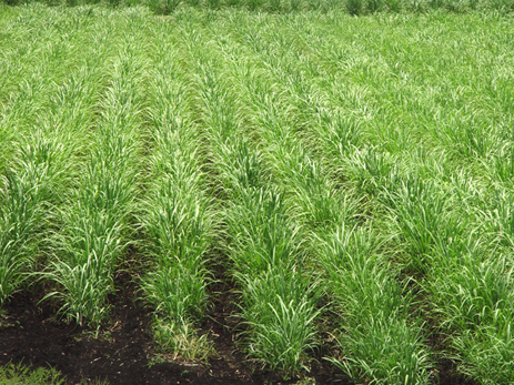 Sugar Cane rows Florida agriculture