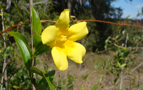 Yellow Jessamine Carolina Jessamine yellow flowering vine