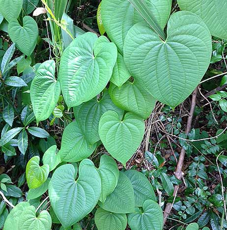 Air potato leaves Florida invasive heart shaped 