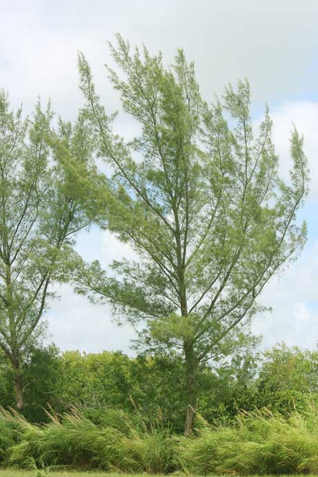 Australian pine invasive tree long needles Florida