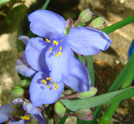 Common spiderwort purple blue flower cow slobbers