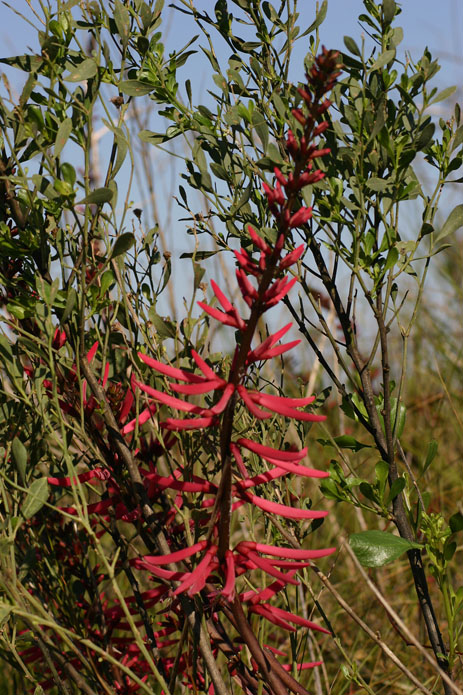 Coral Bean Florida flowers red tubular flowers