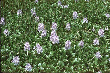 Water Hyacinth purple flowers Florida