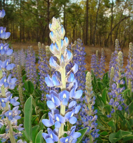 Sky-Blue Lupine blue purple flower