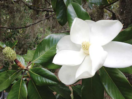 Magnolia Florida large white flower