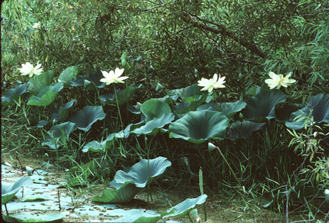 American lotus lily yellow flowers Nelumbo lutea Florida