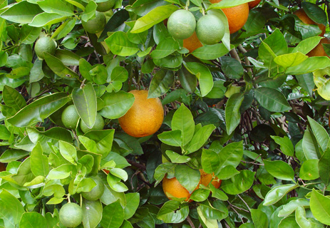 Citrus Oranges growing 