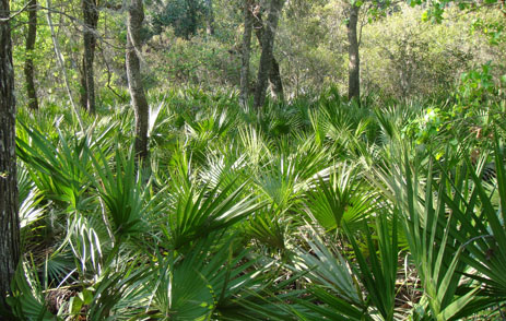 Saw Palmetto groups under trees