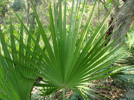 Saw Palmetto Frond leaves