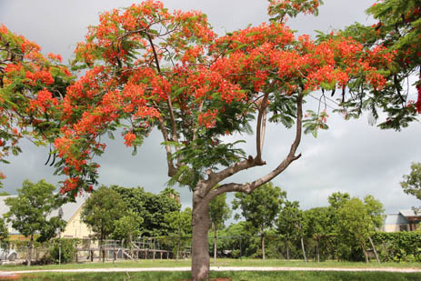 Poinciana tree Flame Tree Florida exotic Madagascar