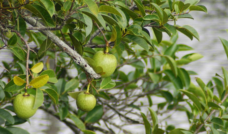 Pond apple tree custard apple 