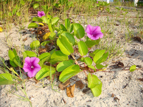 Railroad Vine purple flowers Florida coastal 