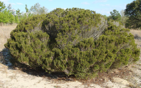 Florida Rosemary big bush 