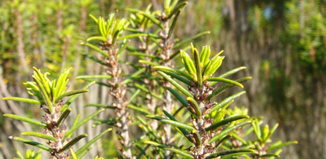 Florida Rosemary close up leaves
