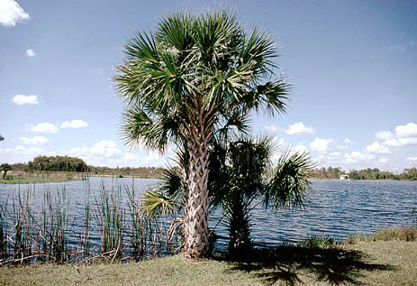 Sabal Palm Cabbage Palm Florida