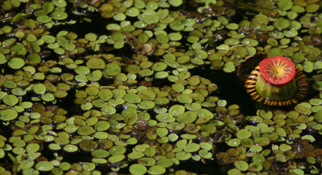 Water Spangles Water Fern Florida Invasive plants