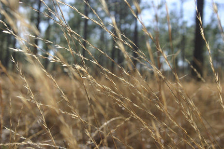 Wiregrass in Florida closeup of wiregrass
