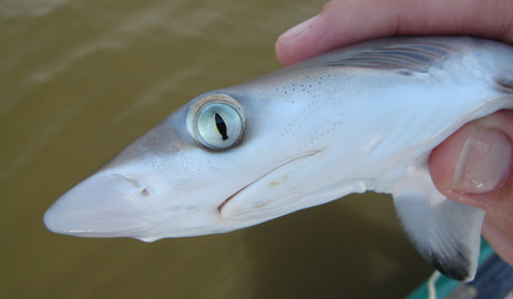 Blacktip Shark Face pores Florida Fishing
