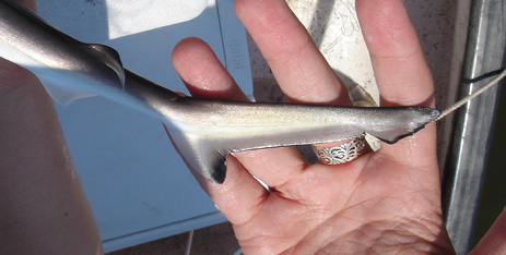 Blacktip Shark Tail Florida fishing 