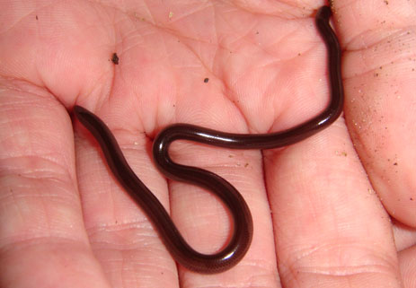 Brahminy Blind Snake Florida worm