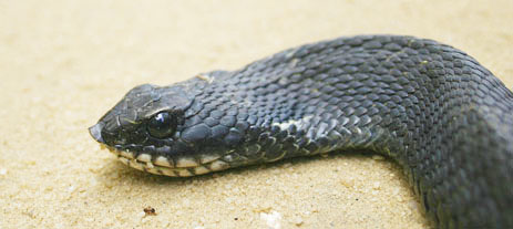 Eastern Hognose Snake Melanistic