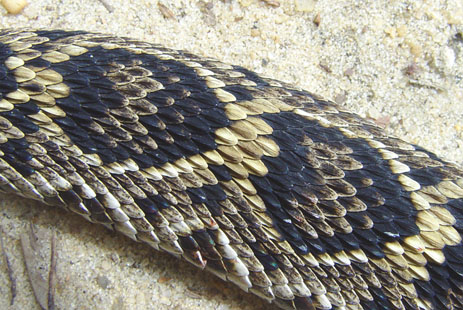 Eastern Diamondback Rattlesnake Scales