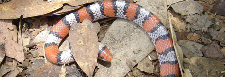 Florida Scarlet Snake