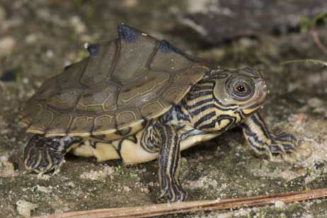 Barbour's Map Turtle Jonathan Mays Florida turtle