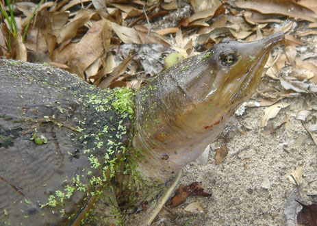 Florida Softshell Turtle Head