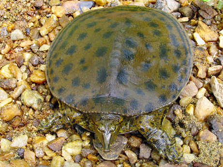 Spiny softshell Turtle
